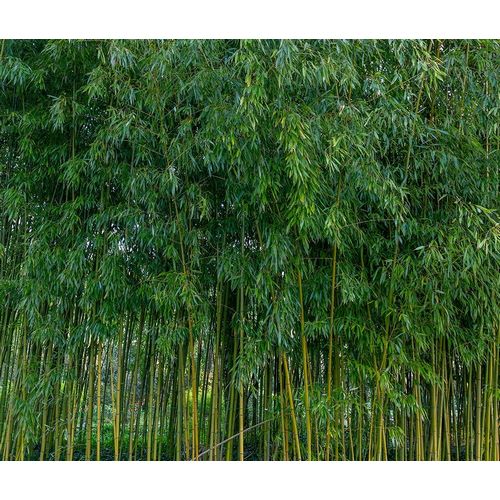 France-Giverny Bamboo forest in Monets Garden